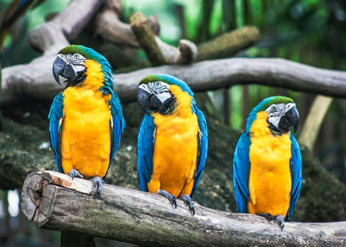 avifauna img